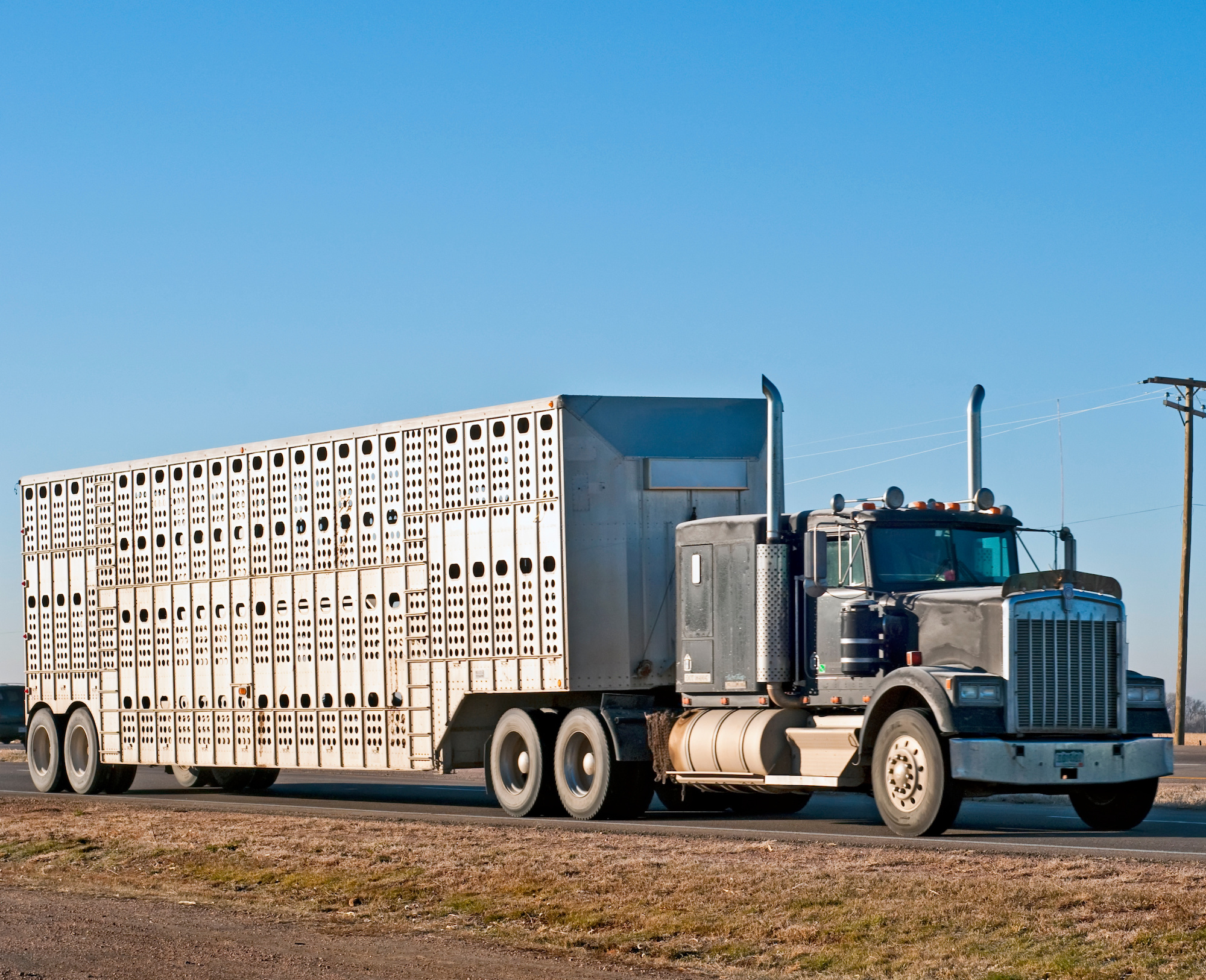 ALRTA and TruckSafe combine for animal welfare accreditation program ...