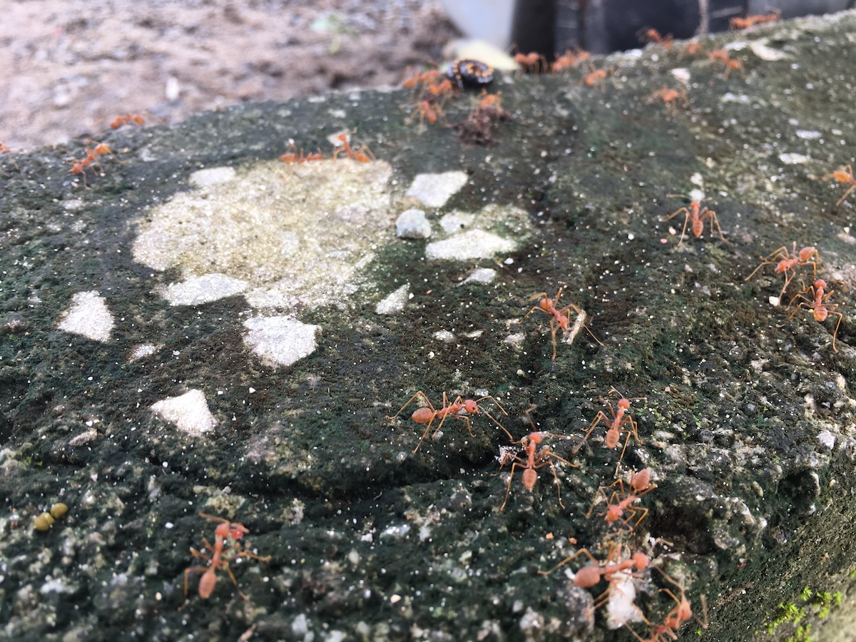 Enfield fire ant order sets rules for high-risk freight